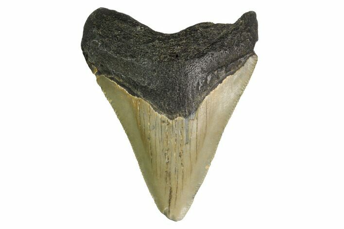 Juvenile Megalodon Tooth - North Carolina #147323
